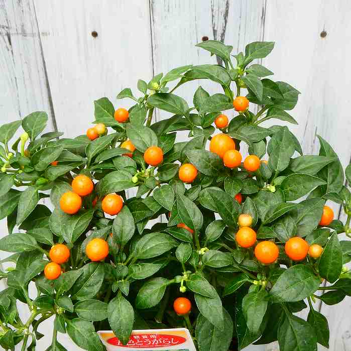 鑑賞用トウガラシ 苗 ホットポップスパープル 3.5号 秋まで楽しめる 240827のサムネイル