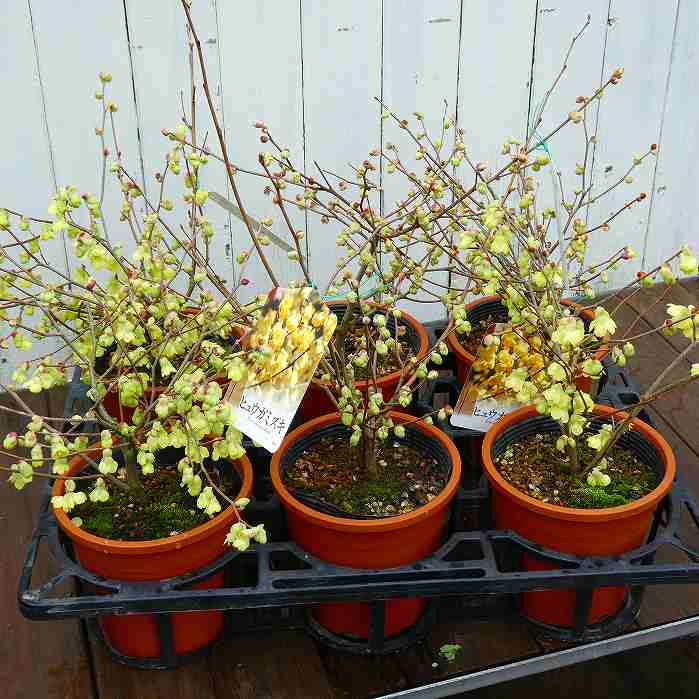 日向水木 ヒュウガミズキ 5号 苗木 植木 庭木 春の花木 盆栽素材にも 260303