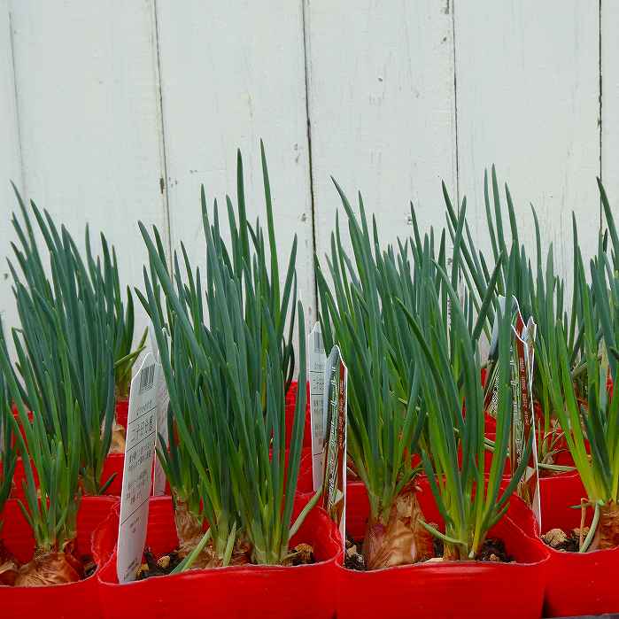 ワケギ 苗 20日わけぎ 3.5号 青ネギ 野菜苗 ハーブ 耐寒性強 260303