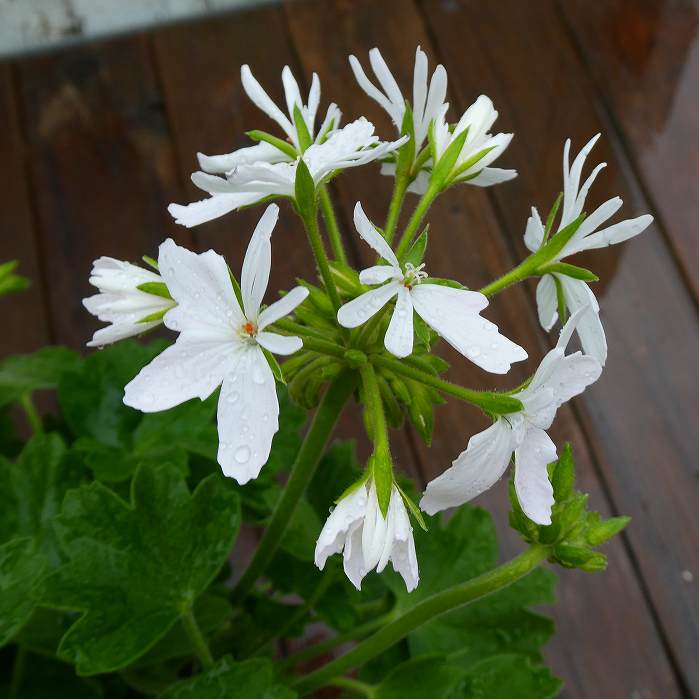ゼラニウム 苗 スターリー 5号 白花 星咲き モミジ葉 ゼラニューム 白花 260303