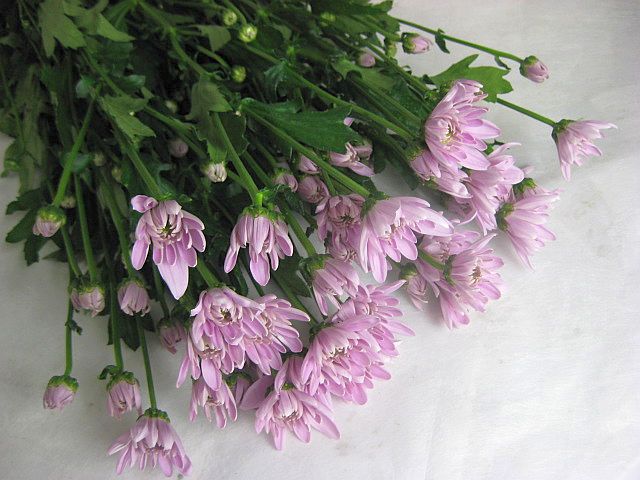 スプレーギクピンク系 5本 スプレー菊 切花 切り花 生け花 花材