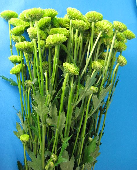 スプレーギクグリーン系 5本 スプレー菊 切花 切り花 生け花 花材
