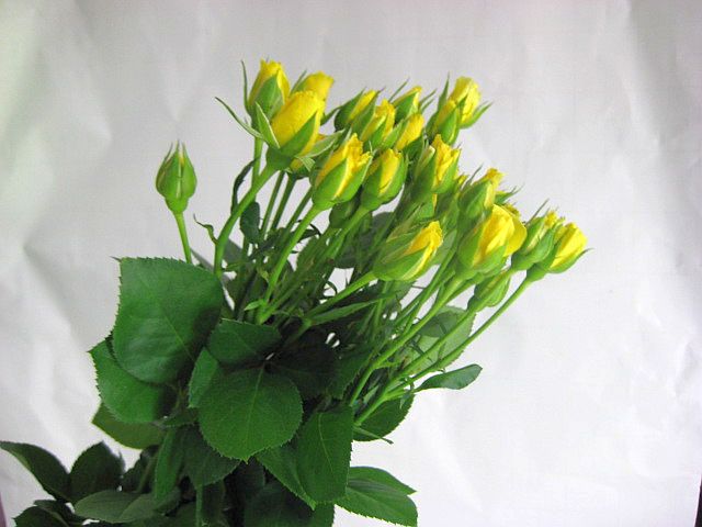 SPミニバライエロー系 5本 切花 切り花 生け花 花材 ドライフラワーに最適