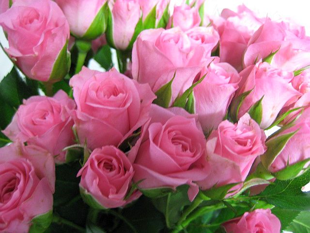 SPミニバラピンク系 5本 切花 切り花 生け花 ハーバリウム花材ドライフラワーに最適