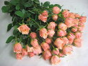SPミニバラオレンジ系 5本 切花 切り花 生け花 ハーバリウム花材 ドライフラワーに最適