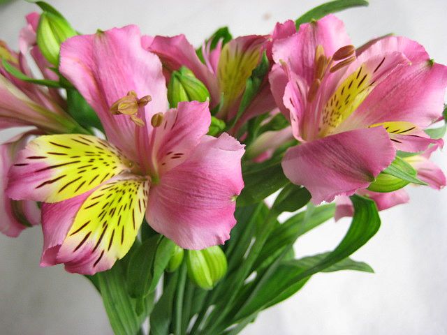 アルストロメリア ピンク系 5本 切り花 切花 生花 生け花 花材