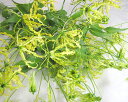 切り花 グロリオサ ルテアなど)5本 切花 生花 生け花 花材 送料無料