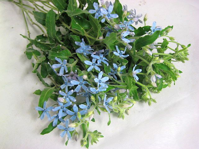 楽天市場】青 ブルー(植物の本数5本)(花束・切花|花・観葉 楽天市場】青 ブルー(植物の本数5本)(花束・切花|花・観葉