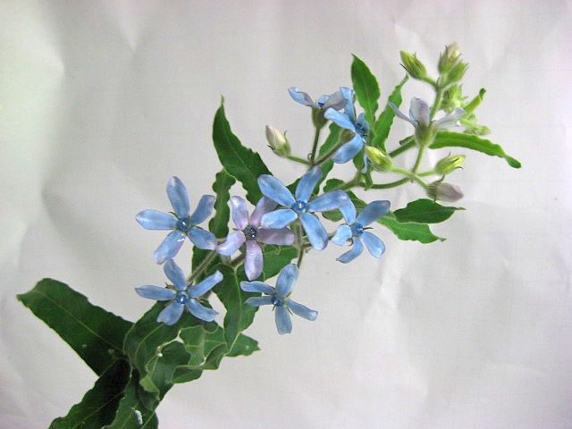 切り花 ブルースター 5本 切花 生花 生け花 花材