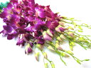 デンファレの花束 デンファレ（ソニアなど）5本 切花 切り花 生け花 花材