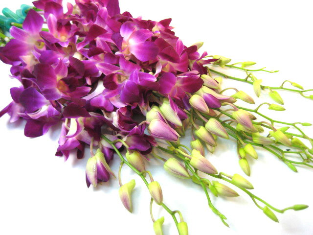 日にち別 10月の誕生花一覧まとめ お誕生日プレゼントの参考にしよう 暮らし の
