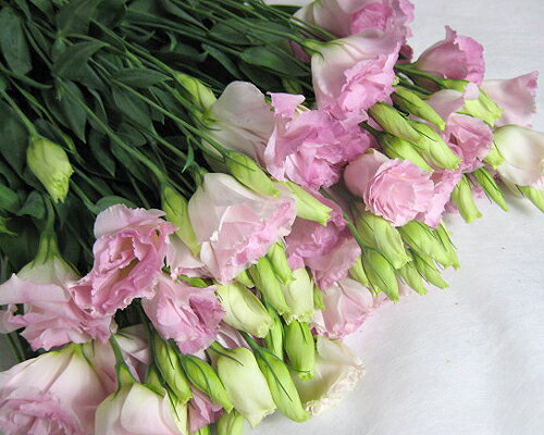 切り花 トルコ桔梗 トルコヤエ ピンク系 5本切花 生花 生け花 花材 トルコキキョウ