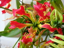 切り花 グロリオサ サザンウィンド 5本 切花 生花 生け花 花材 送料無料