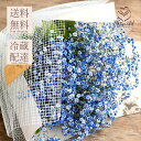 かすみ草 カスミソウ 花束 花 誕生日 お中元 サマーギフト 結婚 ウエディング 送別 祝い プレゼント 結婚祝い お礼 花束 青いかすみ草 青 ブルー 生花 ...