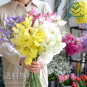 誕生日 プレゼント ギフト お祝い プレゼント 花 ギフト フラワー 送別会 退職祝い 結婚記念日 送別 卒業 香り スイートピーの花束 祝い 春の花 バレンタイン ホワイトデー ひな祭り 節句