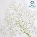 かすみ草 カスミソウ(添え花 フラワー、同梱用) 切花 切り花 生け花 花材 ドライフラワーに最適