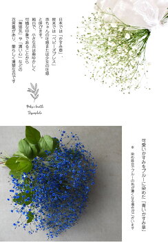 かすみ草 カスミソウ 花束 花 誕生日 母の日 プレゼント 母の日ギフト 父の日 ギフト プレゼント ギフト プレゼント 結婚祝い お礼 花束 青いかすみ草 青 ブルー 生花 ドライフラワーにも 送料無料