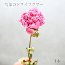 【単品ドライフラワー】芍薬 ピンク 1本 オリジナル ドライスワッグ スワッグ 花束 ドライ花束 ブーケ ドライブーケ ドライフラワー 花材 壁掛け 玄関 ばら...