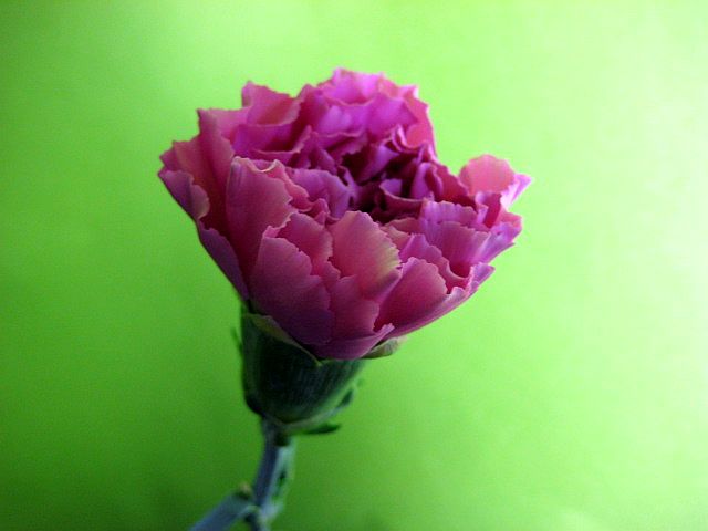 カーネーション ムラサキ 薄紫系 5本 切花 切り花 生け花 花材