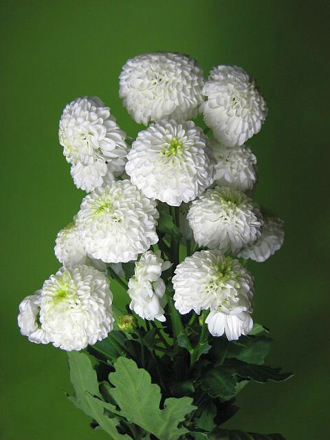スプレーギク シロ （フェリーなどポンポン咲きタイプ）5本 切花 生け花 花材