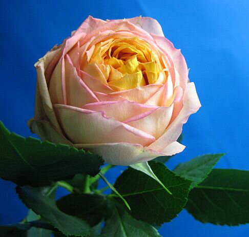 バラ オレンジ（ベビーロマンチカなど丸咲き）5本 切花 切り花 生け花 花材 ドライフラワーに最適