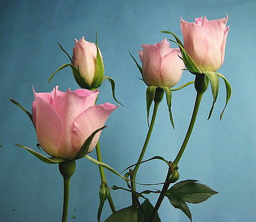 SPミニバラ ピンク（ファンタジーなど）5本 切花 切り花 生け花 花材 ドライフラワーに最適