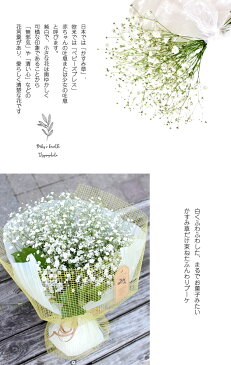 かすみ草 カスミソウ 花束(大きいサイズ) 花 誕生日 母の日 プレゼント 母の日ギフト 父の日 ギフト プレゼント プレゼント 結婚祝い お礼 花束 生花 ドライフラワーにも 送料無料 フラワー 送別 ギフト 祝い 退職祝い 母