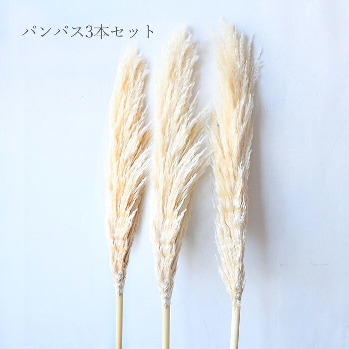 楽天市場】パンパスグラス 花瓶（植物の本数3本）（花・観葉植物｜花