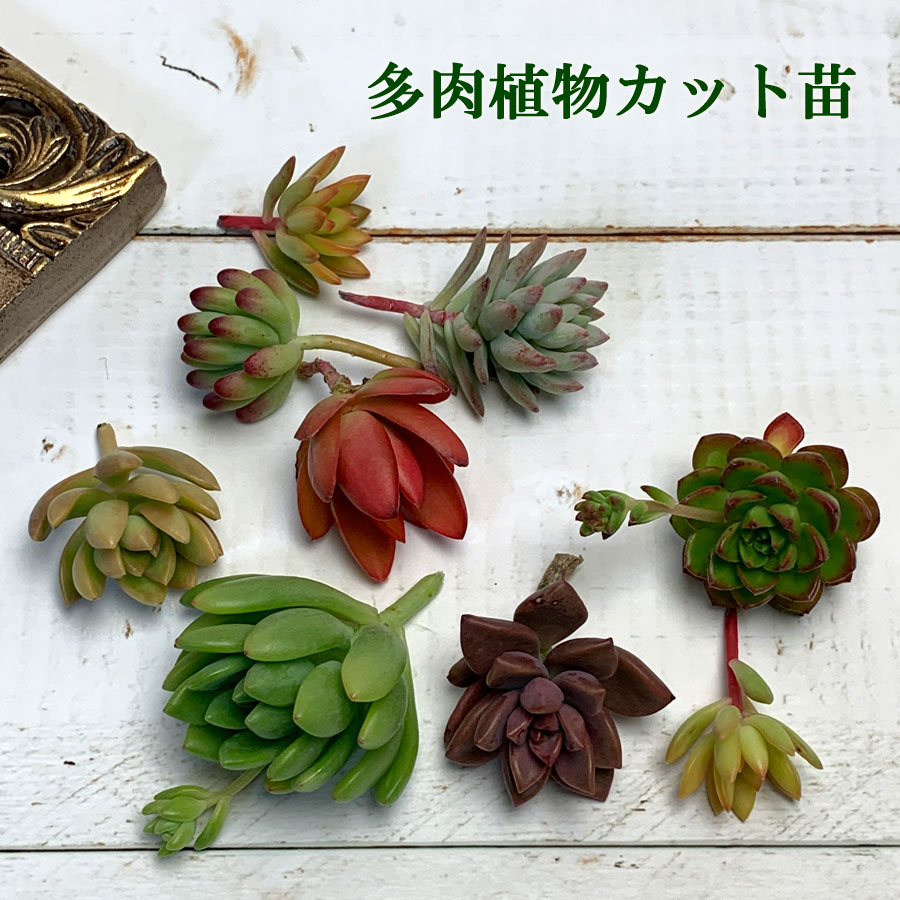 多肉植物のカット苗