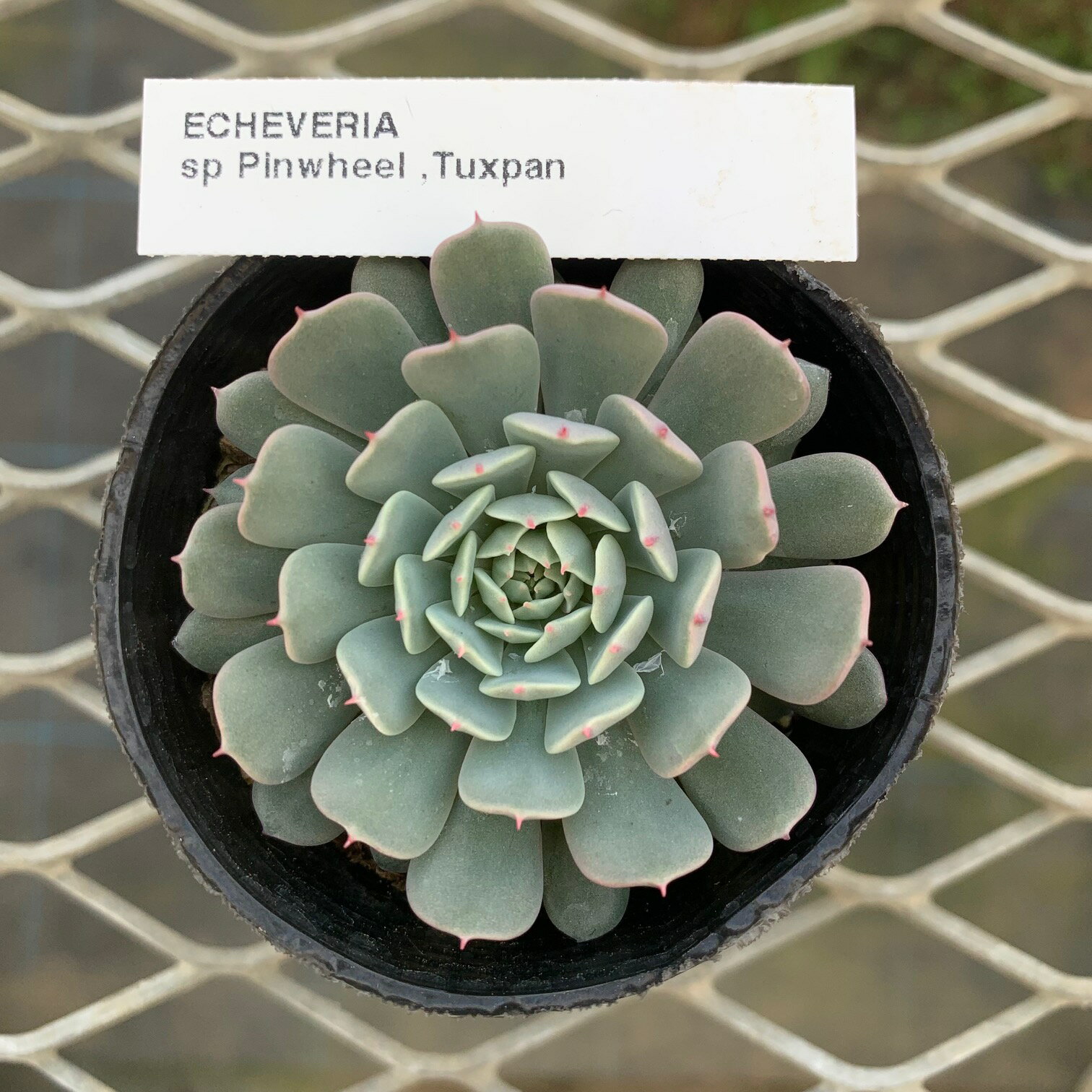 原種エケベリア 【ピンウィール　タクスパン 】ケーレス社種子実生株 抜き苗　多肉