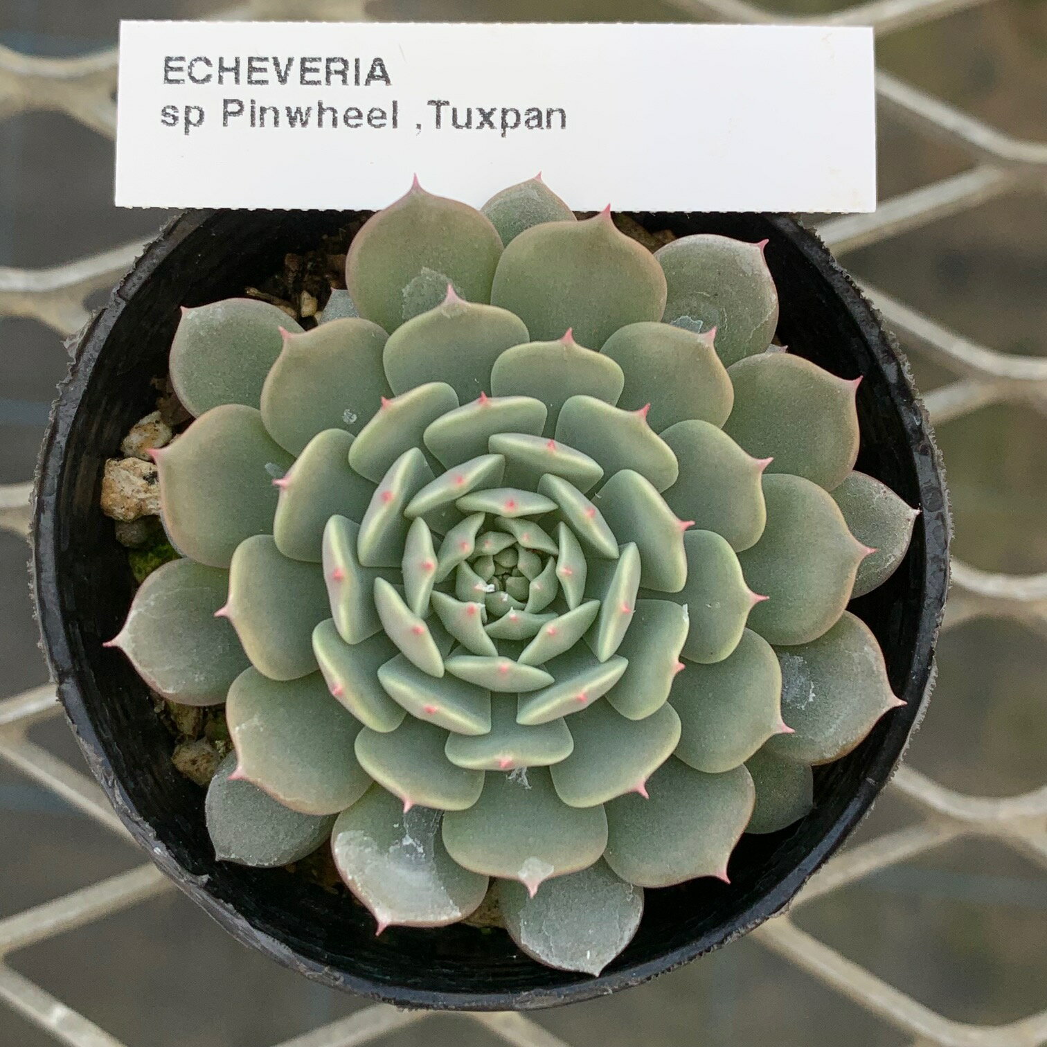 原種エケベリア 【ピンウィール　タクスパン 】ケーレス社種子実生株 抜き苗　多肉