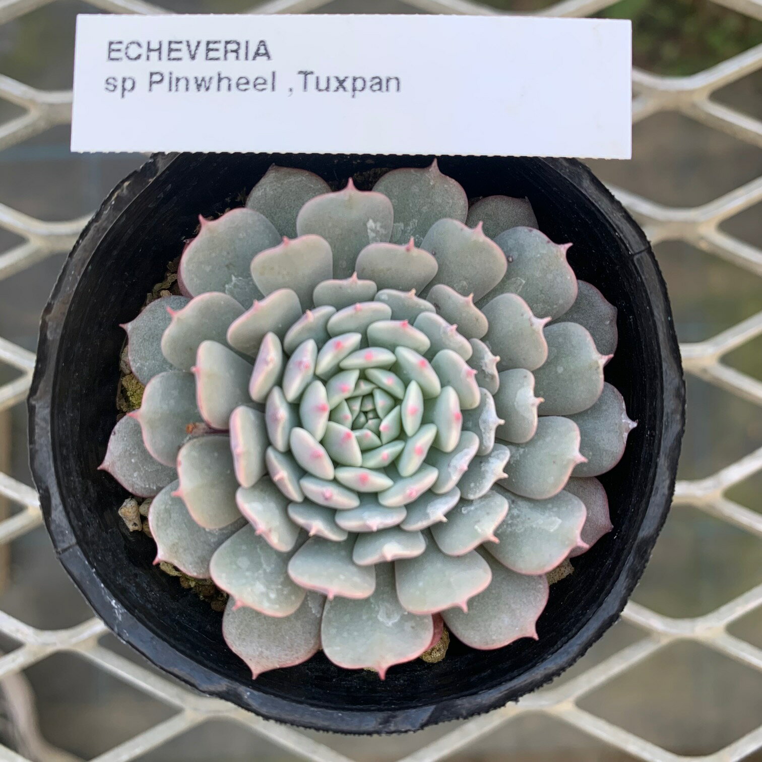 原種エケベリア 【ピンウィール　タクスパン 】ケーレス社種子実生株 抜き苗　多肉