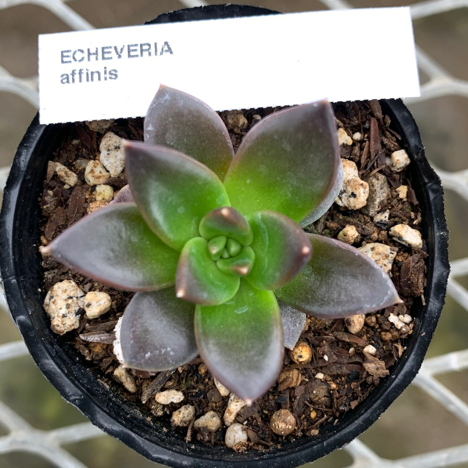 原種エケベリア 【アフィニス】 ケーレス社種子実生株 抜き苗　多肉