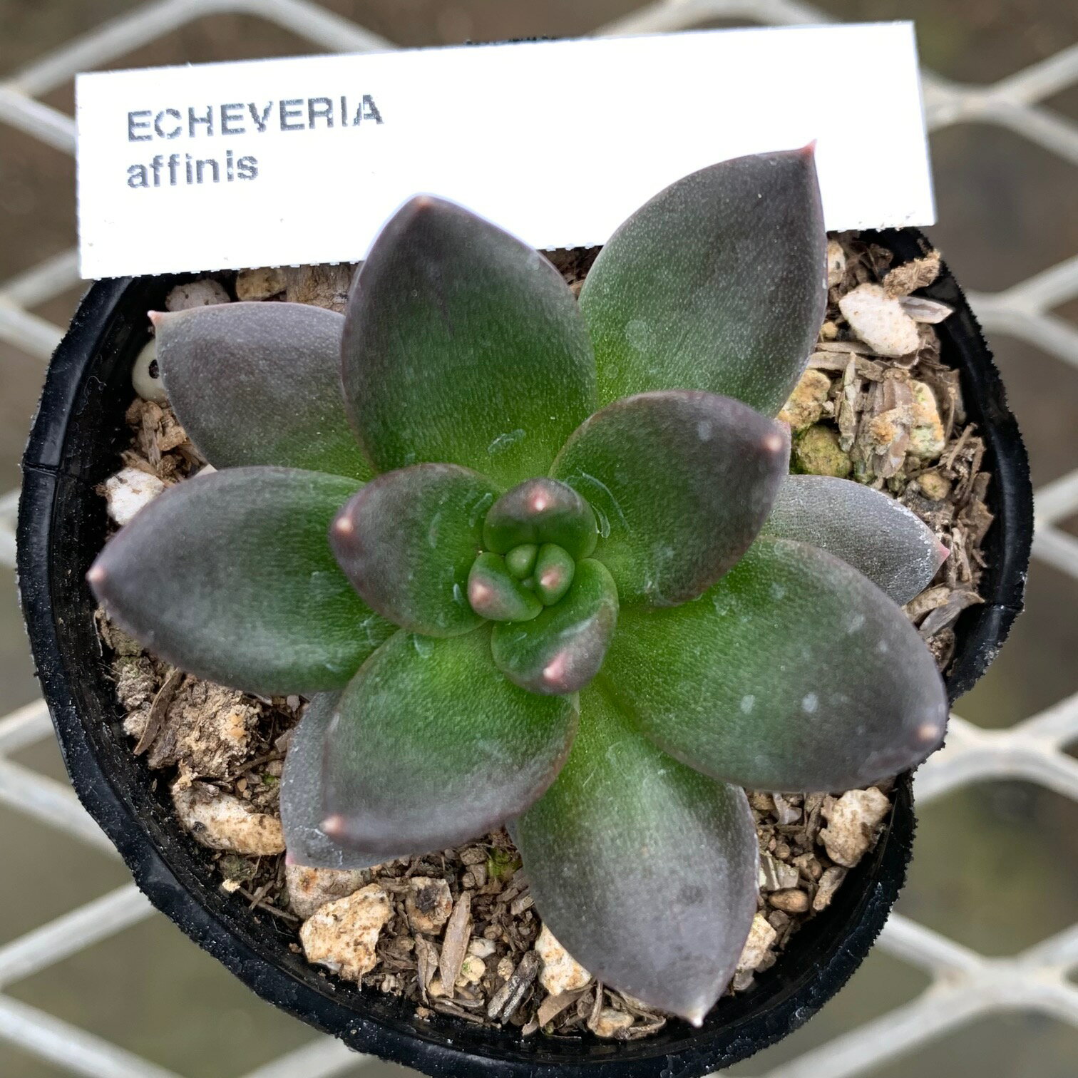 原種エケベリア 【アフィニス】 ケーレス社種子実生株 抜き苗　多肉