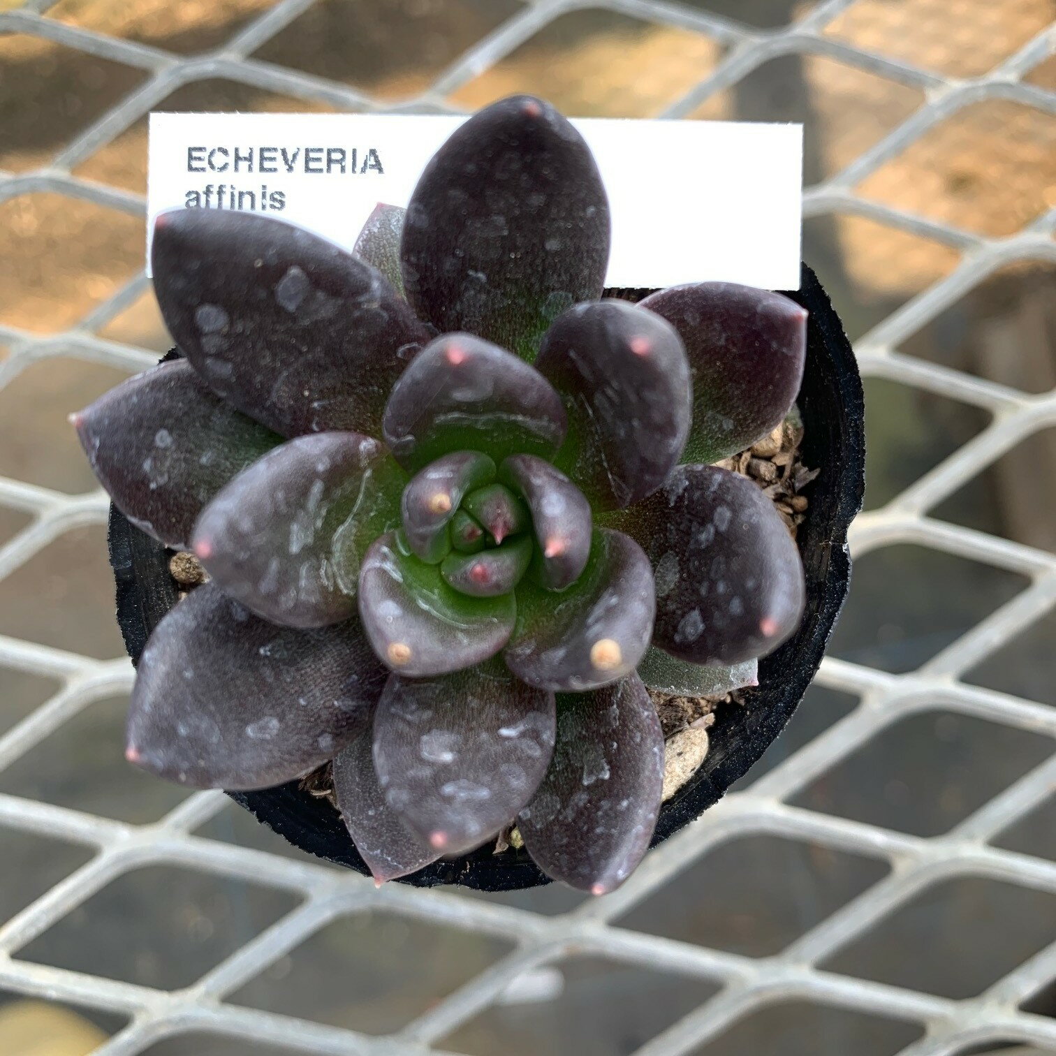 原種エケベリア 【アフィニス】 ケーレス社種子実生株 抜き苗　多肉