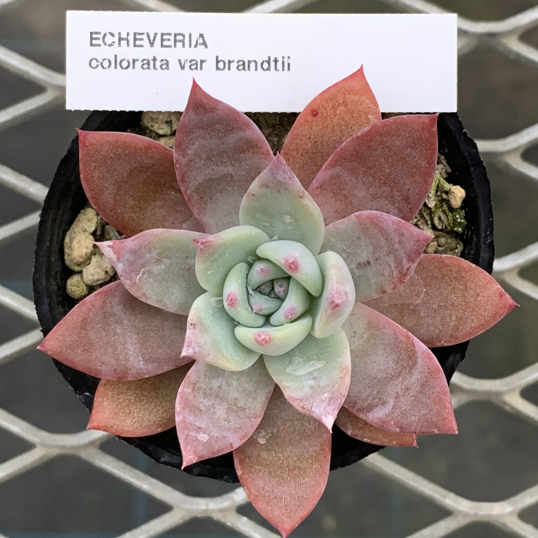 原種エケベリア 【コロラータ　ブランディティ】 ケーレス社種子実生株 抜き苗　多肉