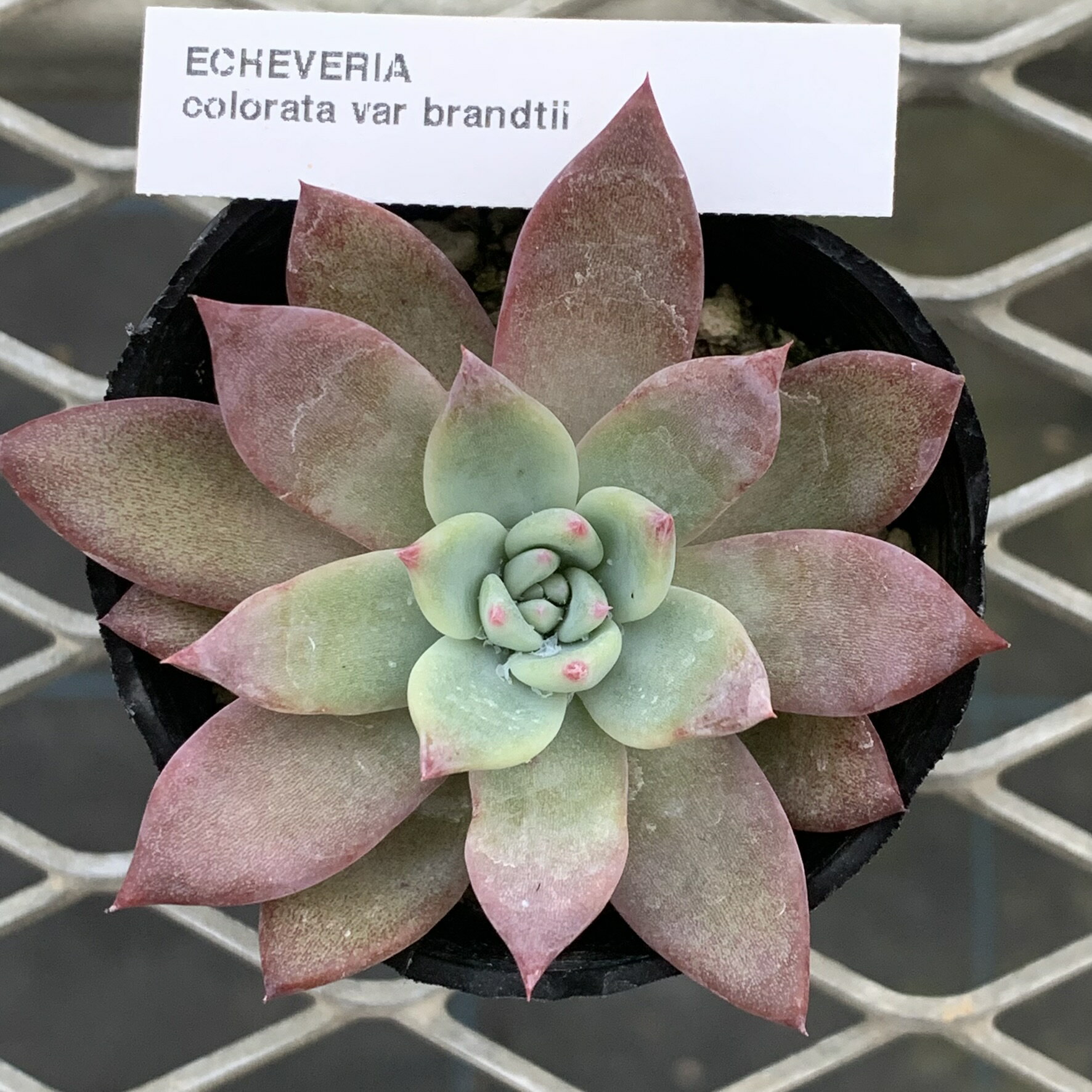 原種エケベリア 【コロラータ　ブランディティ】 ケーレス社種子実生株 抜き苗　多肉