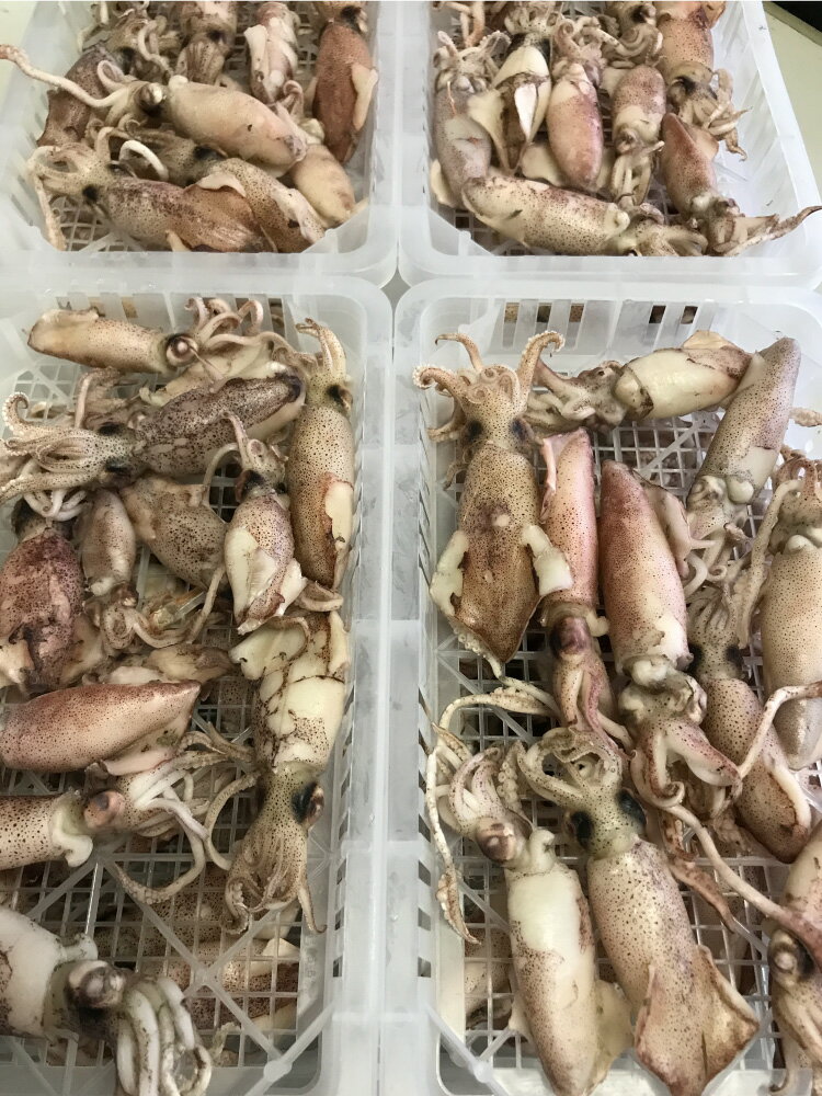 香川県産　釜揚げひいか（300g）ボイルイカのサムネイル