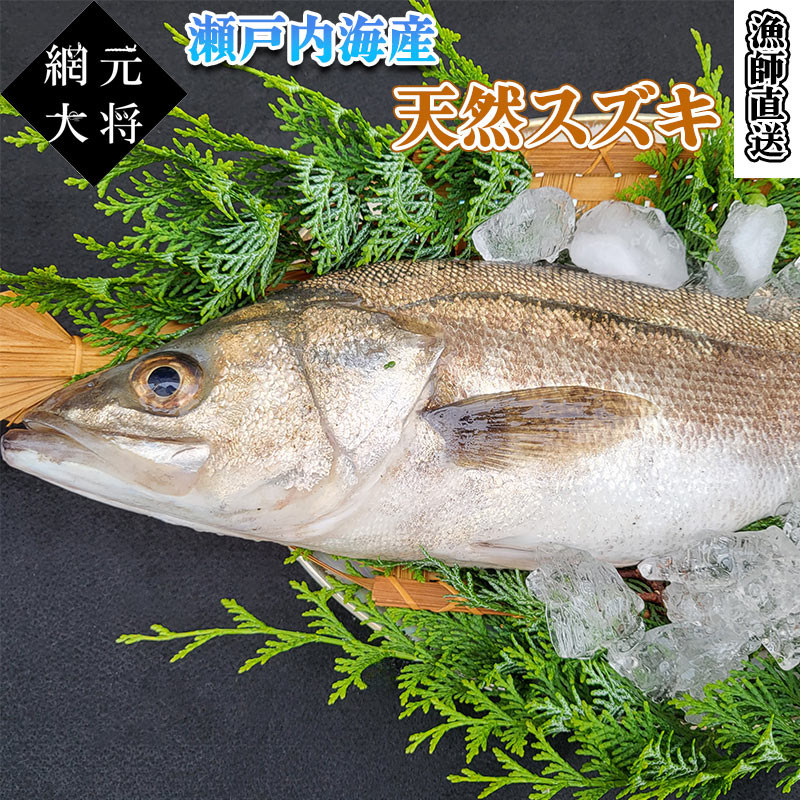 瀬戸内海産 天然物のスズキ 約2kg(1～2尾) 漁師直送 送料無料 冷蔵便 鮮魚