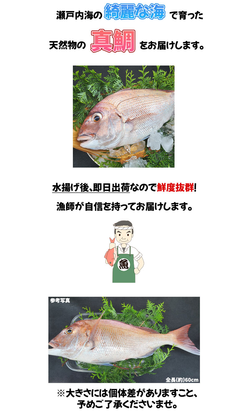 【漁師直送】瀬戸内海産 天然物の真鯛 1尾 (約1kg) 【冷蔵便】鮮魚 ohirafish-10002923 瀬戸内の珍味@網元大将 サンプル画像2