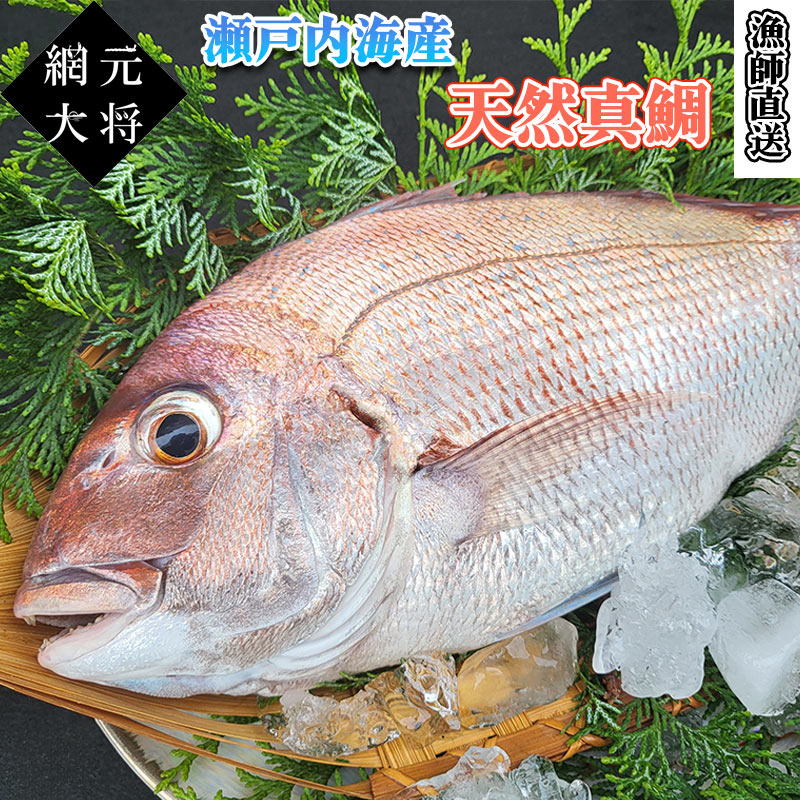 乐天商城 - 瀬戸内海産 天然物の真鯛 約2kg(1〜2尾) 漁師直送 送料無料 冷蔵便 鮮魚 冷蔵