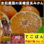 吉田農園のでこぽん「不知火」1箱(約2kg)【フルーツ】【普通便】【デコポン】【農家】