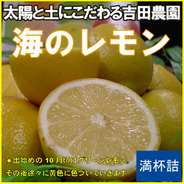 吉田農園『海のレモン』