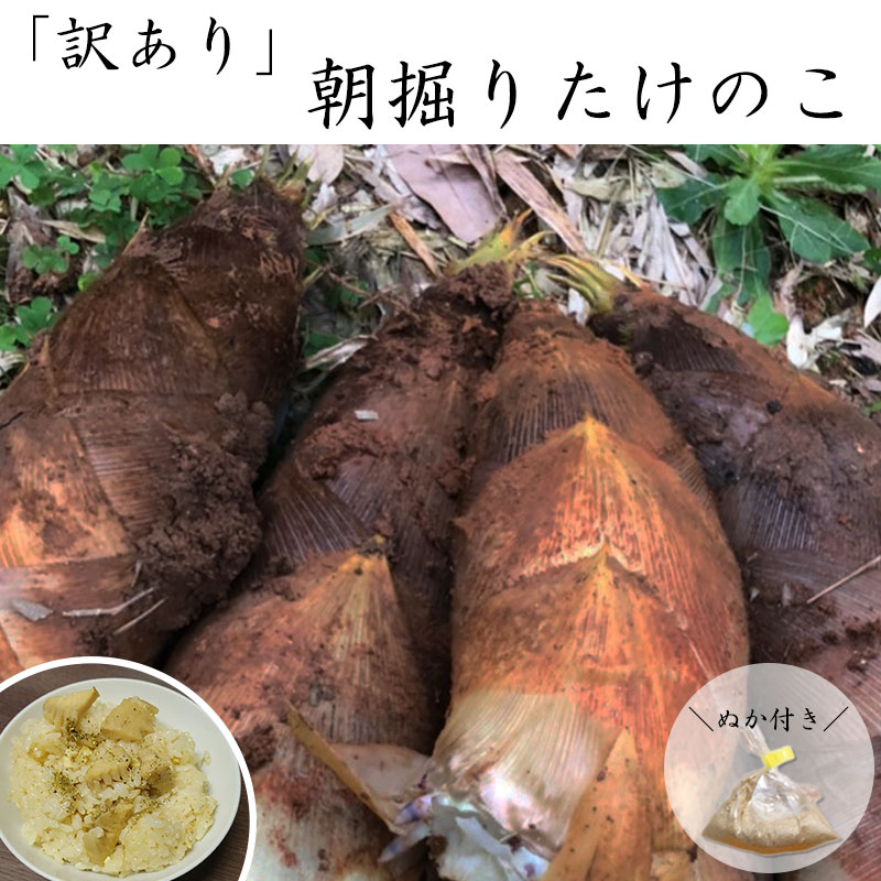 【予約受付中】【訳あり】朝掘り「たけのこ」 3kg 香川県三豊市産 筍 タケノコ 国産 料理 煮物 竹の子 旬