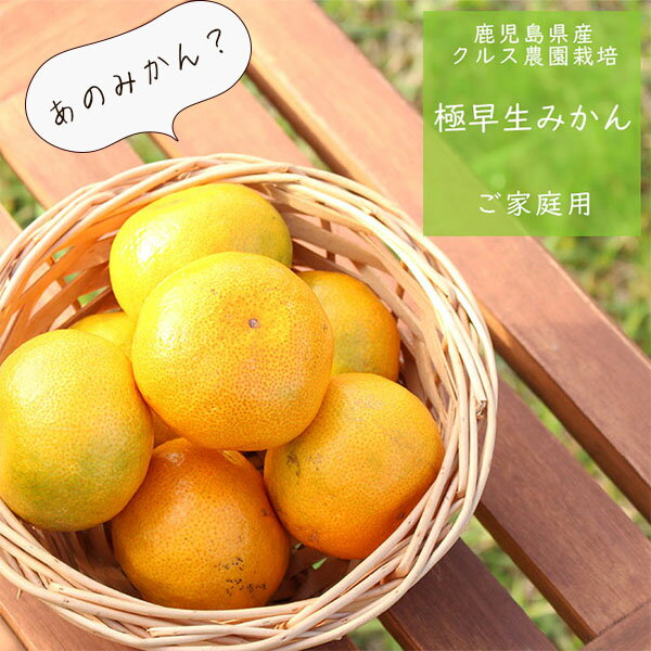 （鹿児島県産）南国みかん1.5kg （温州みかん）訳あり　ご家庭用 （極早生みかん：10月初旬〜、早生みかん：11月中旬より発送開始）温州みかん※送料別のサムネイル