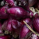 【予約・5月初旬～】赤らっきょう4kg 鹿児島県産 ラッキョウ 砂付き 生らっきょう　砂丘らっきょう※砂除去サービスは終了致しました。