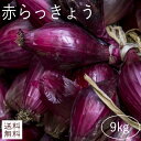 島らっきょう沖縄県産1kg 送料無料！2kgご購入で更に200gオマケで合計2.2kg！ 沖縄野菜(らっきょう 生 国産) 天ぷらや漬物、ビールのお供に美味しい島らっきょうをお取り寄せ【沖縄】 ｜野菜 ｜(rakkyo_2)