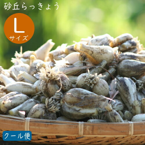 【予約・5月下旬～】（Lサイズ）砂丘らっきょう9kg 鹿児島県産 ラッキョウ 砂付き 生らっきょう※砂除去..