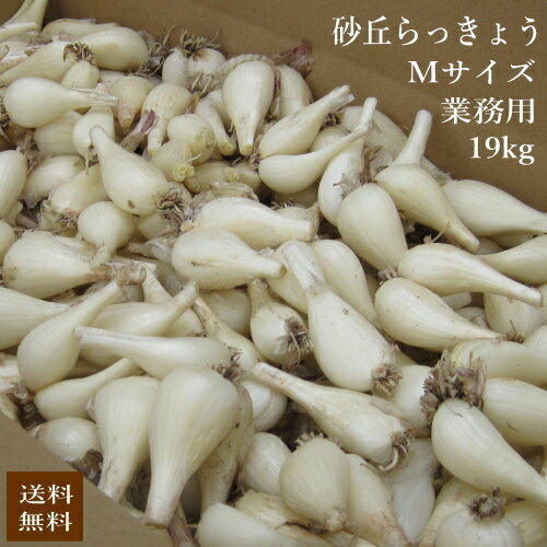 【予約・5月下旬～】（Mサイズ）砂丘らっきょう19kg 鹿児島県産 ラッキョウ 砂付き 生らっきょう 業務用※砂除去サービスは終了致しました。