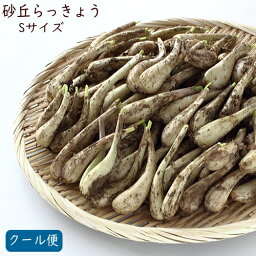 【予約・5月下旬～】（Sサイズ）砂丘らっきょう9kg【5月中旬頃より発送開始】 鹿児島県産 ラッキョウ 砂付き 生らっきょう（5月下旬より発送開始予定）※砂除去サービスは終了致しました。